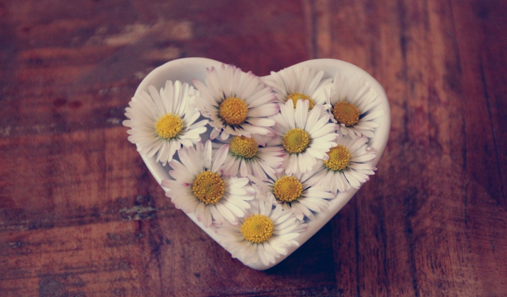 Белые ромашки в посуде в форме сердца