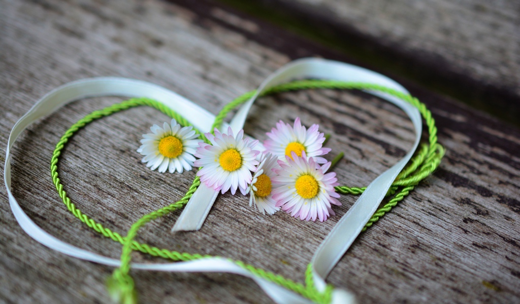 Белые маргаритки лежат на деревянной лавке с сердцем из ленты