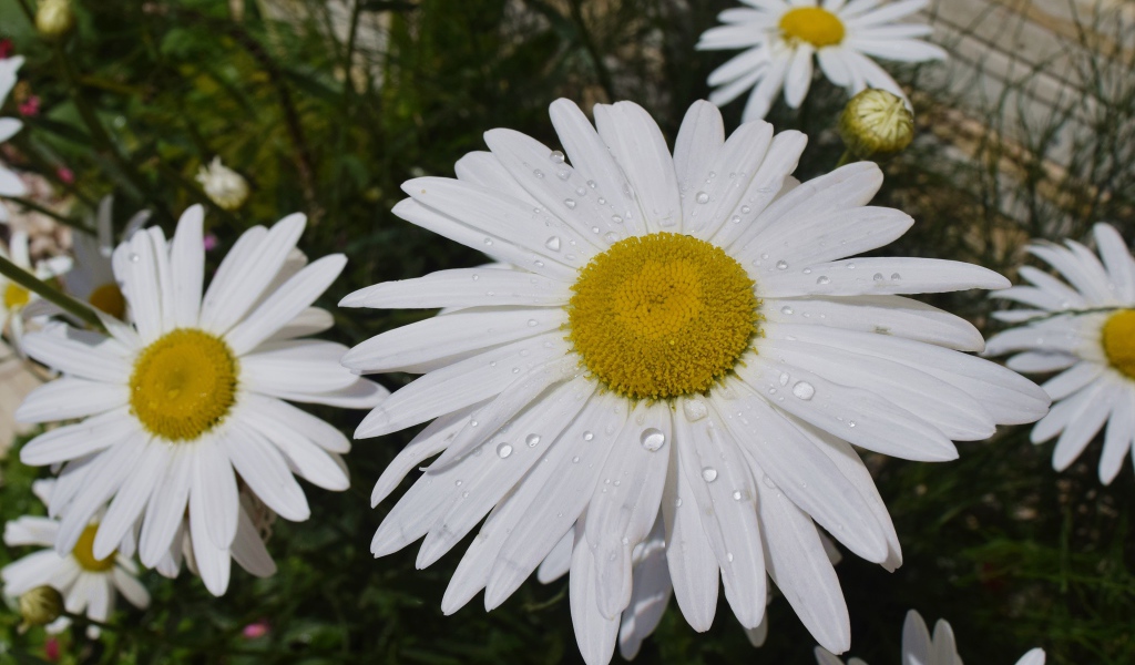 Белые ромашки с желтой серединкой с каплями воды на лепестках