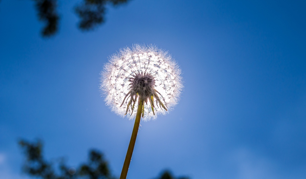 Белый одуванчик на фоне голубого неба 