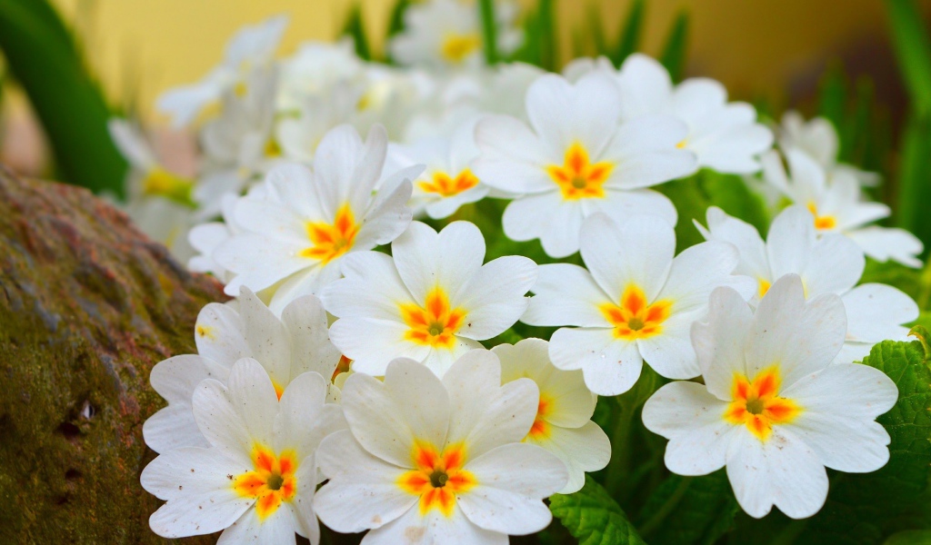 Белые нежные цветы комнатного цветка примула