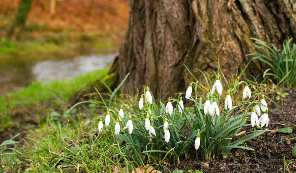 Белые первые весенние цветы подснежники под деревом