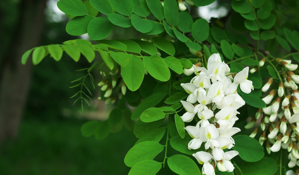 Белые цветы акации с зелеными листьями крупным планом