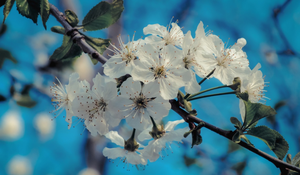 Белые цветы на ветке с зелеными листьями под голубым небом