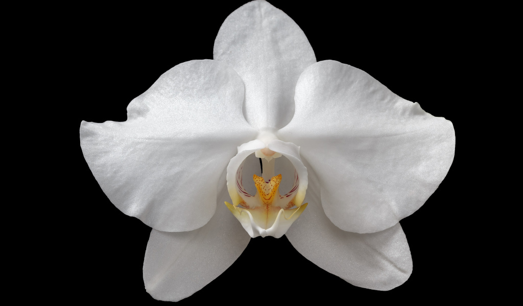 Белая орхидея на черном фоне крупным планом