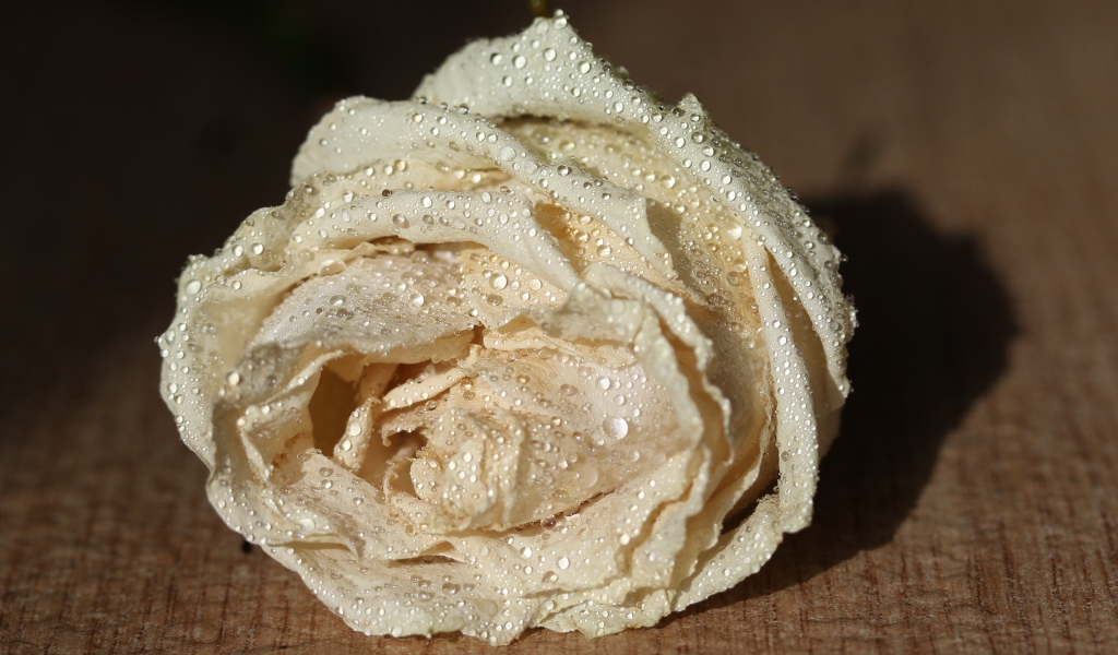 Белый цветок розы в каплях росы 