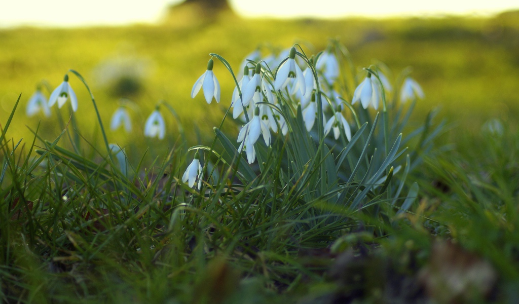 Белые подснежники на поляне на зеленой траве