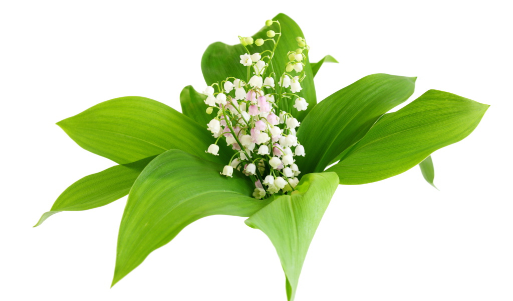 Белые нежные ландыши в зеленых листьях на белом фоне