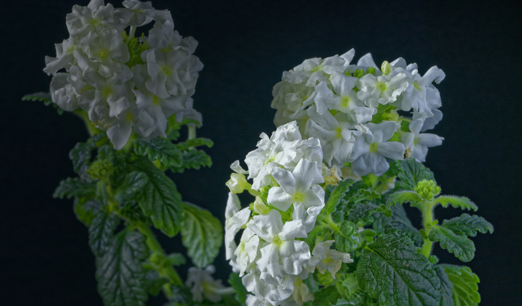 Белые цветы вербены на сером фоне