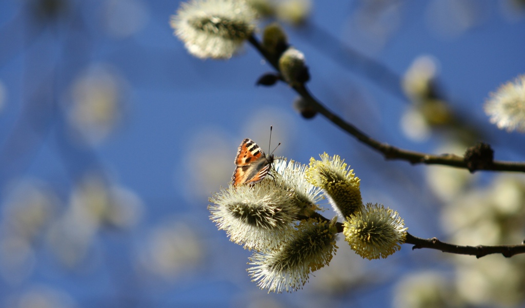 Ветки вербы с бабочкой в лучах солнца