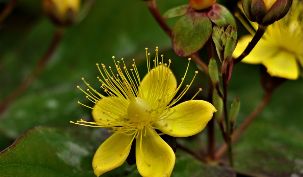 Желтый цветок зверобоя с бутонами 