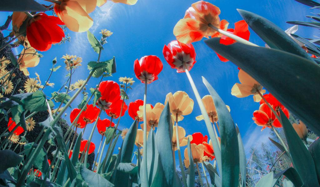 Желтые и красные тюльпаны на клумбе под голубым небом