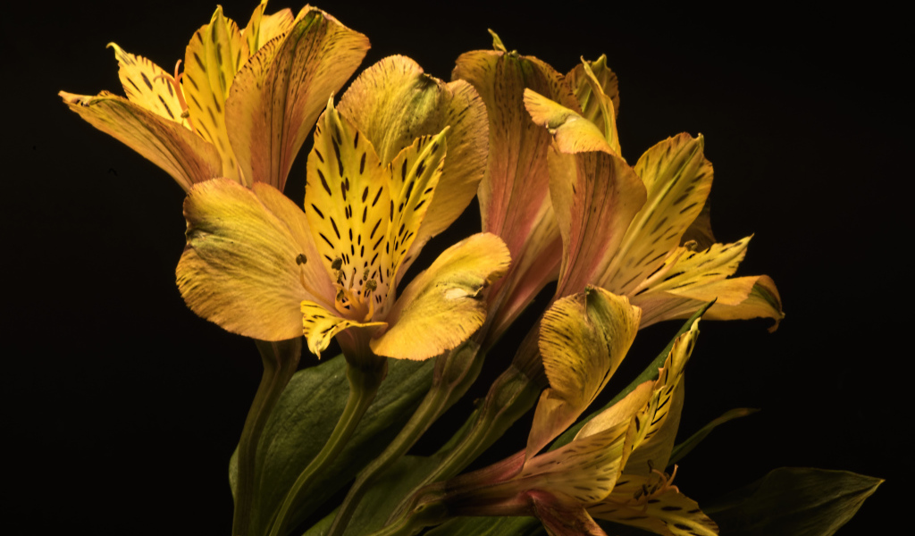 Желтые красивые цветы альстромерия на черном фоне