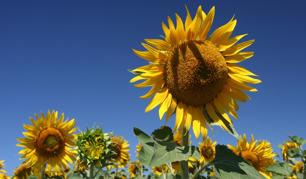 Желтые цветущие подсолнухи на фоне голубого неба