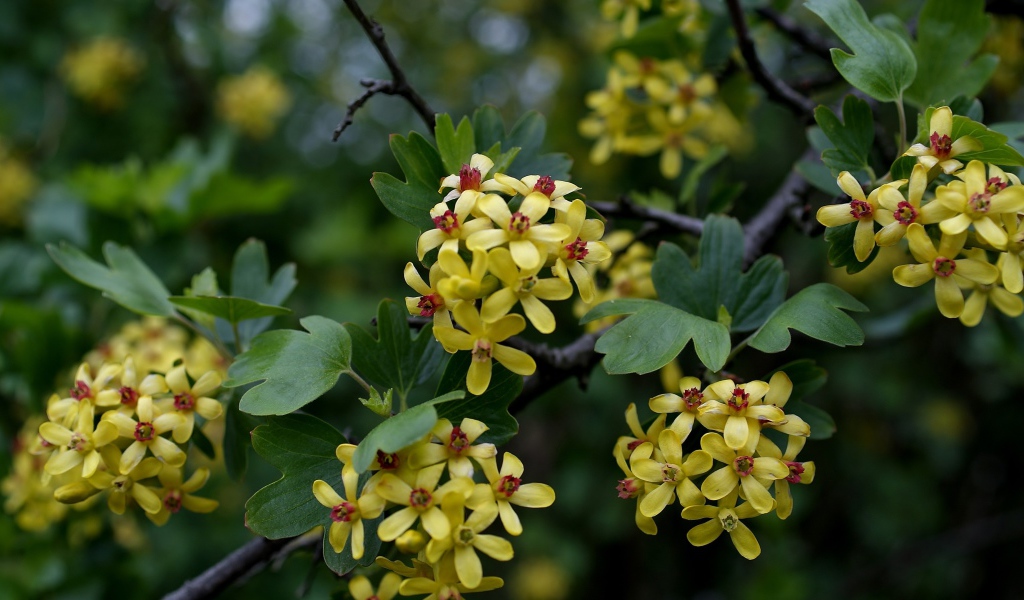 Желтые цветы смородины на ветках весной