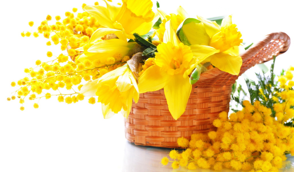 Желтые нарциссы с мимозой в корзине на белом фоне