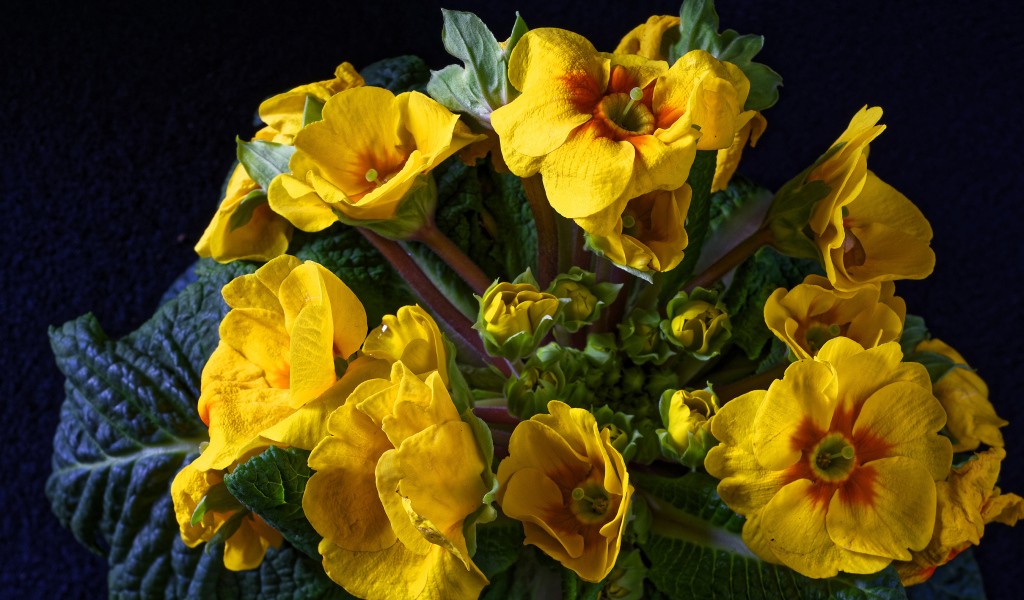 Желтые цветы комнатного цветка примулы крупным планом