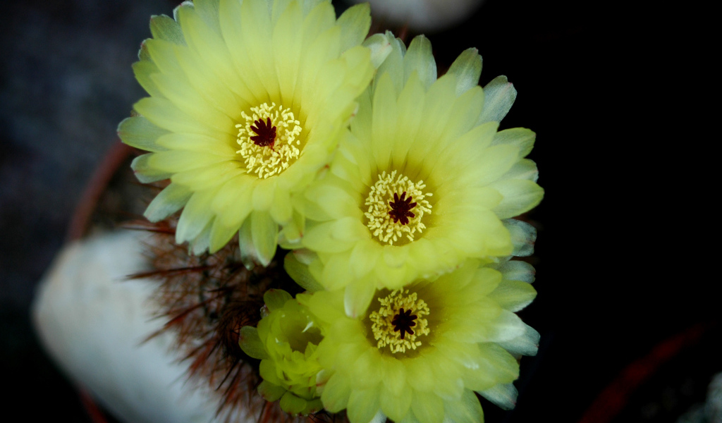 Желтые нежные цветы кактуса 