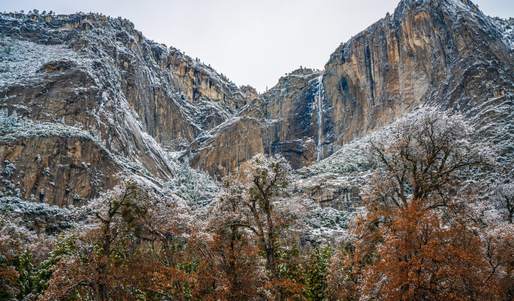 Деревья у высоких заснеженных гор 