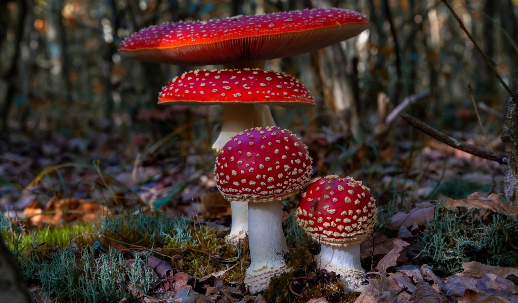 Четыре красных красивых мухомора в лесу