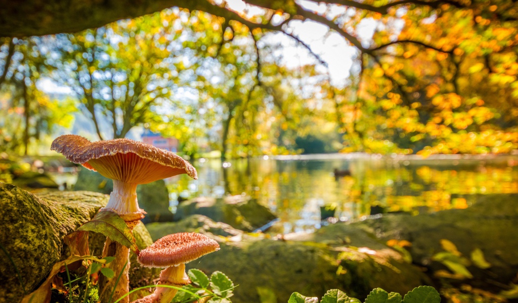Грибы в осеннем парке у озера 