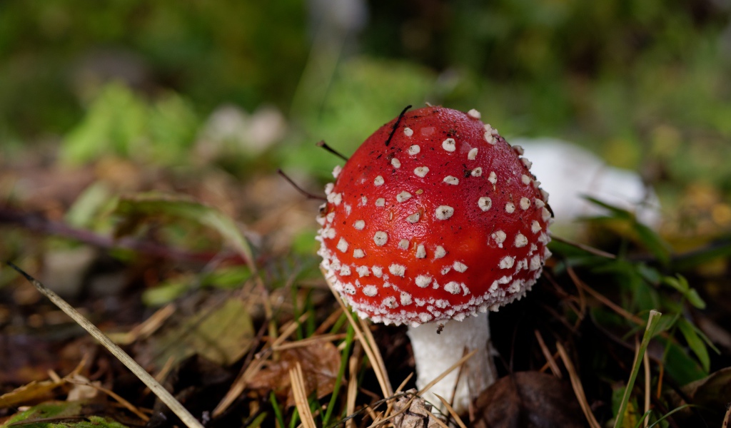 Красный гриб мухомор в траве осенью