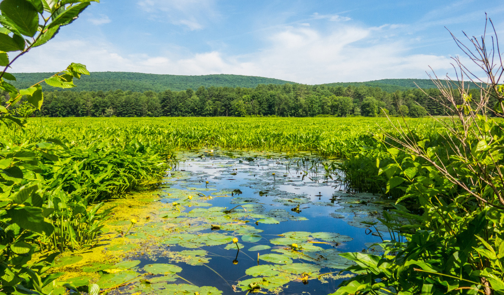 Речка покрыта водяными лилиями у леса