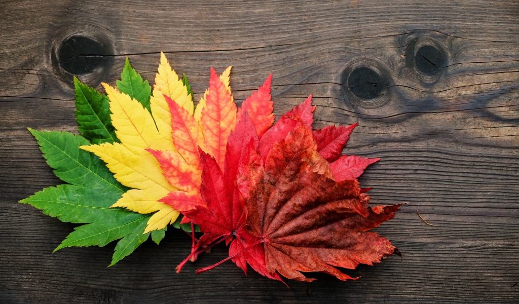 Разноцветные осенние листья лежат на деревянном столе