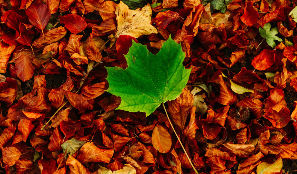 Green maple leaf lies on dry foliage