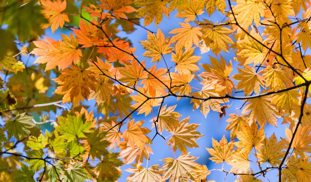 Желтые осенние листья на ветке под голубым небом
