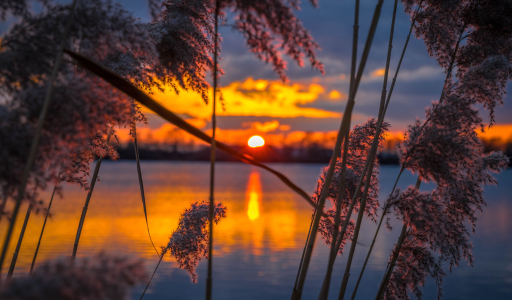 Тростник у воды на закате солнца 