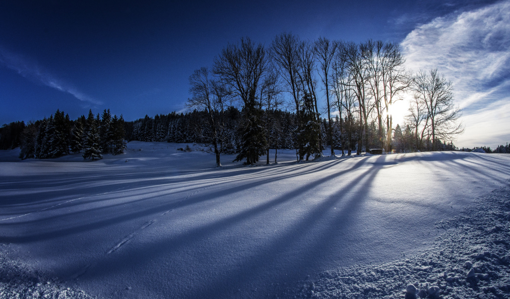 Заснеженные деревья в лесу на фоне холодного зимнего неба 
