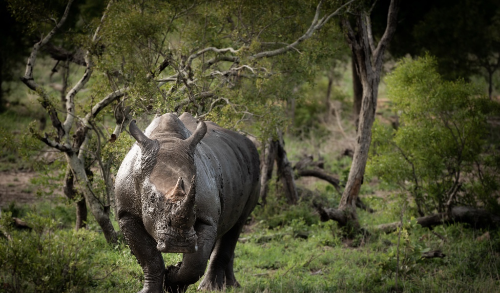 Большой носорог в грязи идет по траве