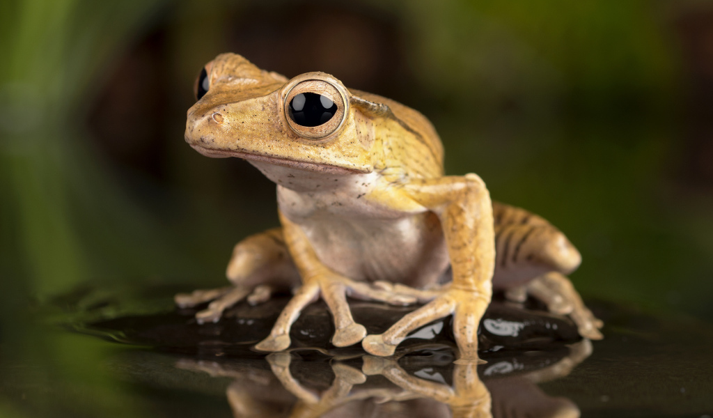 A frog with big eyes sits in the water on a stone