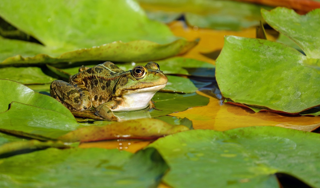 A green frog sits on a green leaf in a pond
