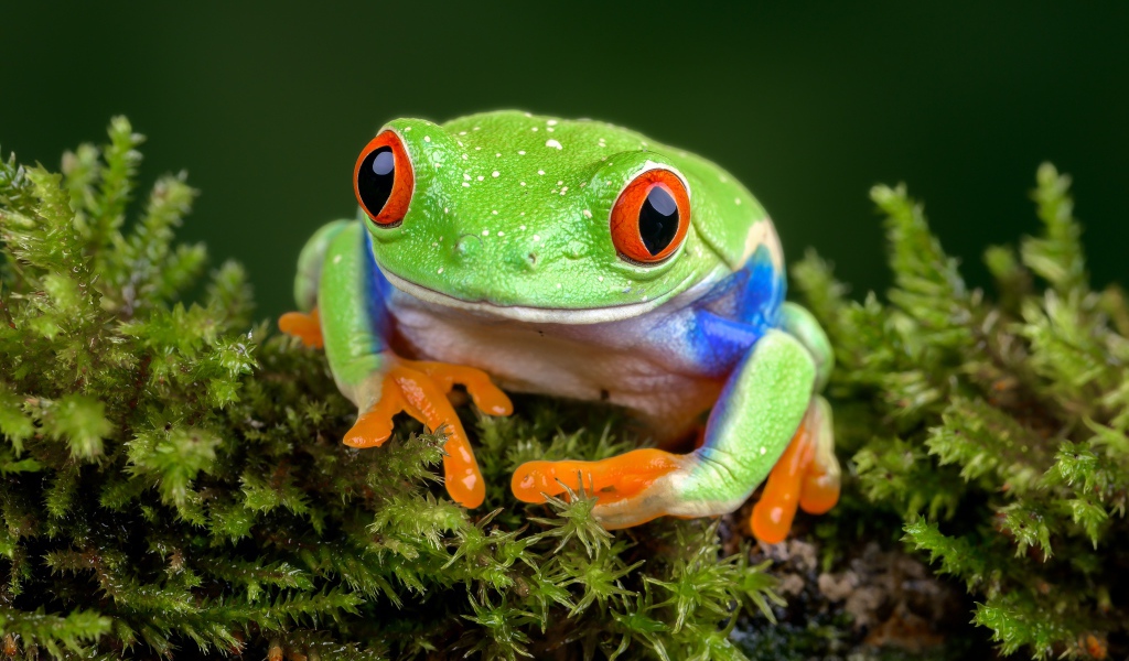 Зеленая лягушка сидит на покрытой мхом земле