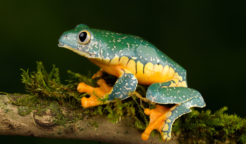 Зеленая лягушка с желтым животом сидит на ветке 