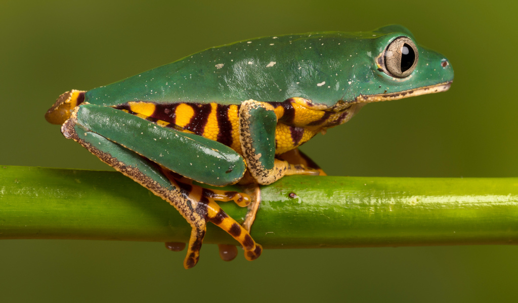 Зеленая лягушка с желтым пузом сидит на зеленой ветке