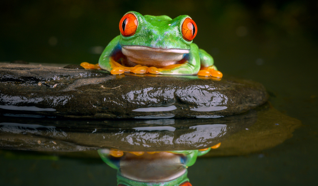 A green frog with red eyes sits on a stone in the water