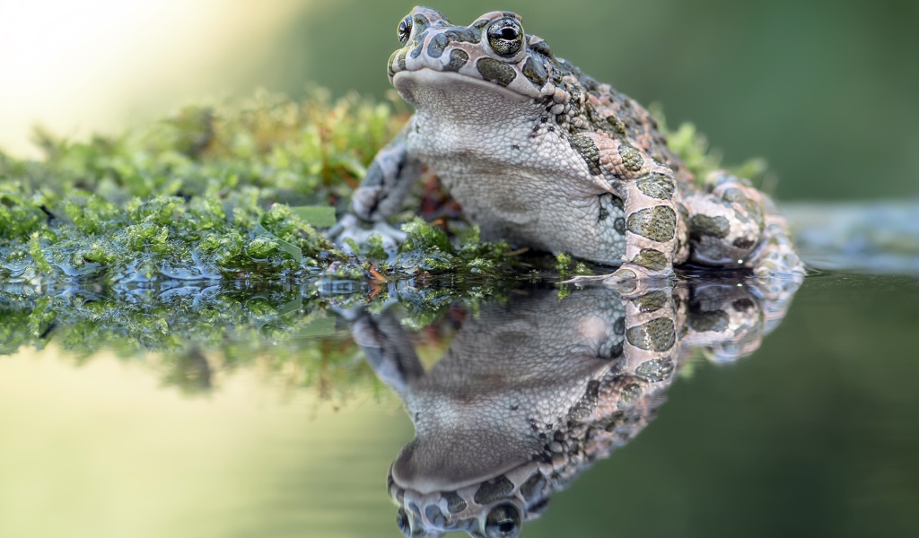 Большая лягушка сидит на водорослях в пруду