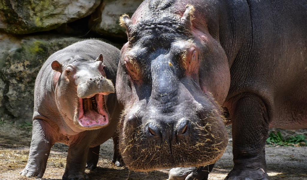 Большой гиппопотам с детенышем в зоопарке 