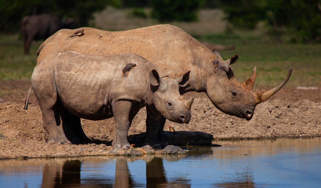 Большой носорог с детенышем у воды