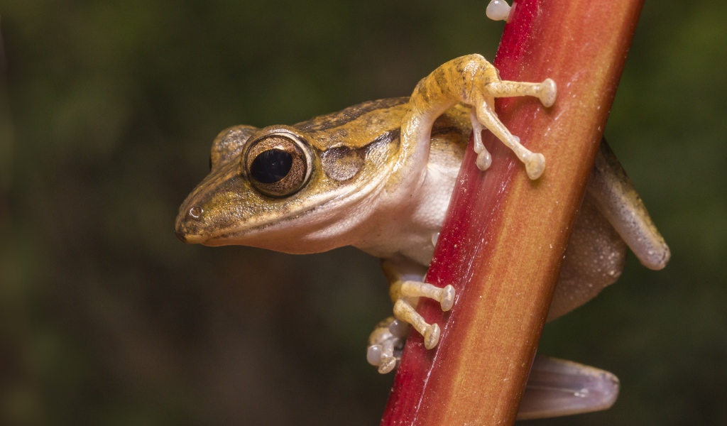 Лягушка сидит на растении крупным планом
