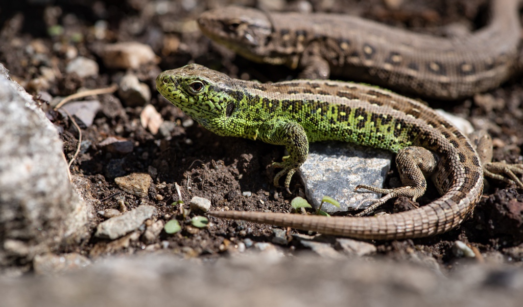Две ящерицы на земле  