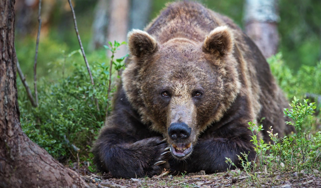 Большой бурый медведь лежит в лесу у дерева