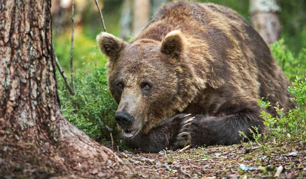 Большой бурый медведь лежит на траве в лесу