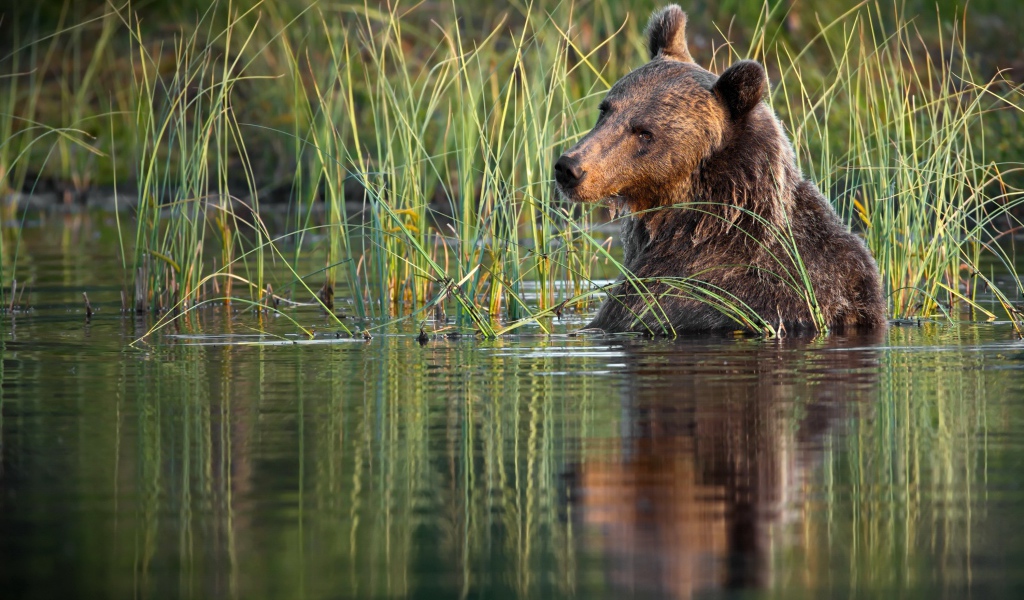 Большой бурый медведь сидит в воде 
