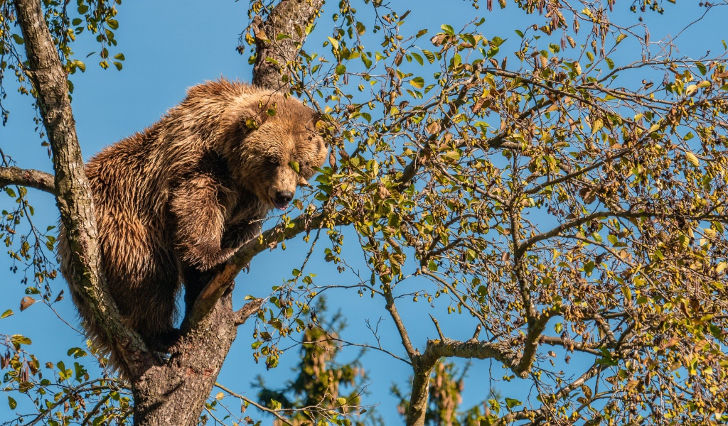 Большой бурый медведь сидит на ветке дерева 