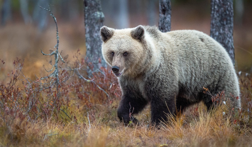 Большой бурый медведь идет по сухой траве