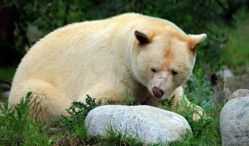 Большой грозный белый медведь у камней
